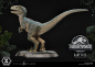 Preview: Baby Blue Statue 1:2 Prime Collectibles, Jurassic World: Das gefallene Königreich, 34 cm