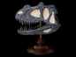 Preview: Ceratosaurus Dentisulcatus