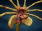 Preview: Facehugger Replica 1/1