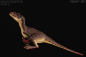 Preview: Velociraptor