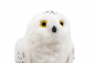 Preview: Hedwig