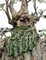 Preview: Leaflock the Ent Statue 1:6, Der Herr der Ringe, 76 cm