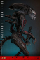 Preview: Scorched Xenomorph Actionfigur 1:6 Movie Masterpiece Series, Alien: Romulus, 44 cm