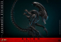 Preview: Scorched Xenomorph Actionfigur 1:6 Movie Masterpiece Series, Alien: Romulus, 44 cm