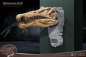 Preview: Spinosaurus Head Skull Statue Wonders of the Wild, 30 cm