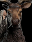 Preview: Thranduil on Elk Statue