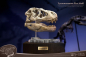 Preview: T-Rex Head Skull Statue Wonders of the Wild, 30 cm