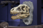 Preview: T-Rex Head Skull Statue Wonders of the Wild, 30 cm