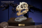 Preview: T-Rex Head Skull Statue Wonders of the Wild, 30 cm