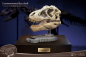 Preview: T-Rex Head Skull Statue Wonders of the Wild, 30 cm