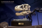 Preview: T-Rex Head Skull Statue Wonders of the Wild, 30 cm