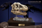 Preview: T-Rex Head Skull Statue Wonders of the Wild, 30 cm