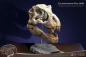 Preview: T-Rex Head Skull Statue Wonders of the Wild, 30 cm