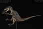 Preview: Velociraptor