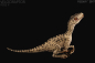 Preview: Velociraptor