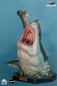 Preview: Carcharodon carcharias