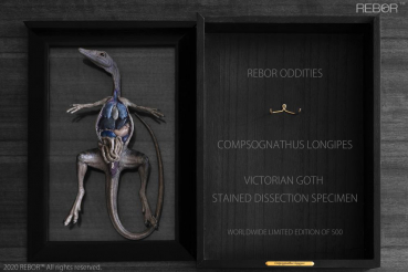 Compsognathus Longipes