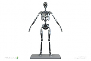 Endoskeleton Mark I