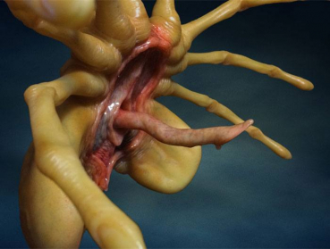 Facehugger Replica 1/1