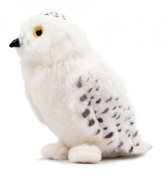 Hedwig