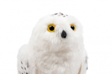 Hedwig