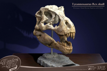 T-Rex Head Skull Statue Wonders of the Wild, 30 cm