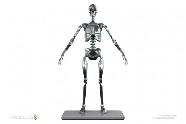 Endoskeleton Mark I