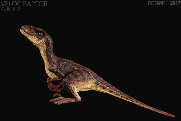 Velociraptor