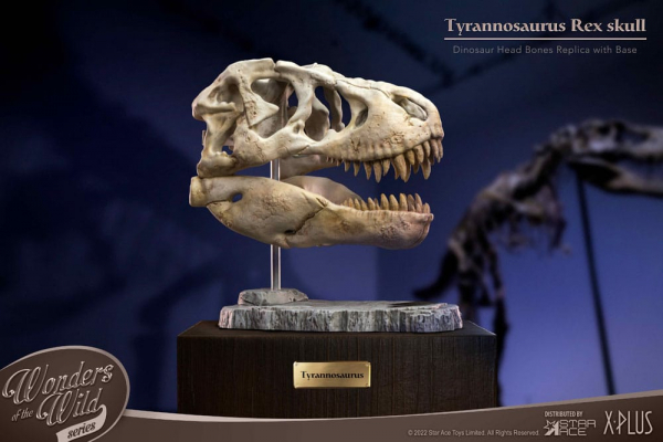 T-Rex Head Skull Statue Wonders of the Wild, 30 cm