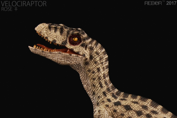 Velociraptor